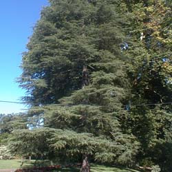 Cedar, Himalayan